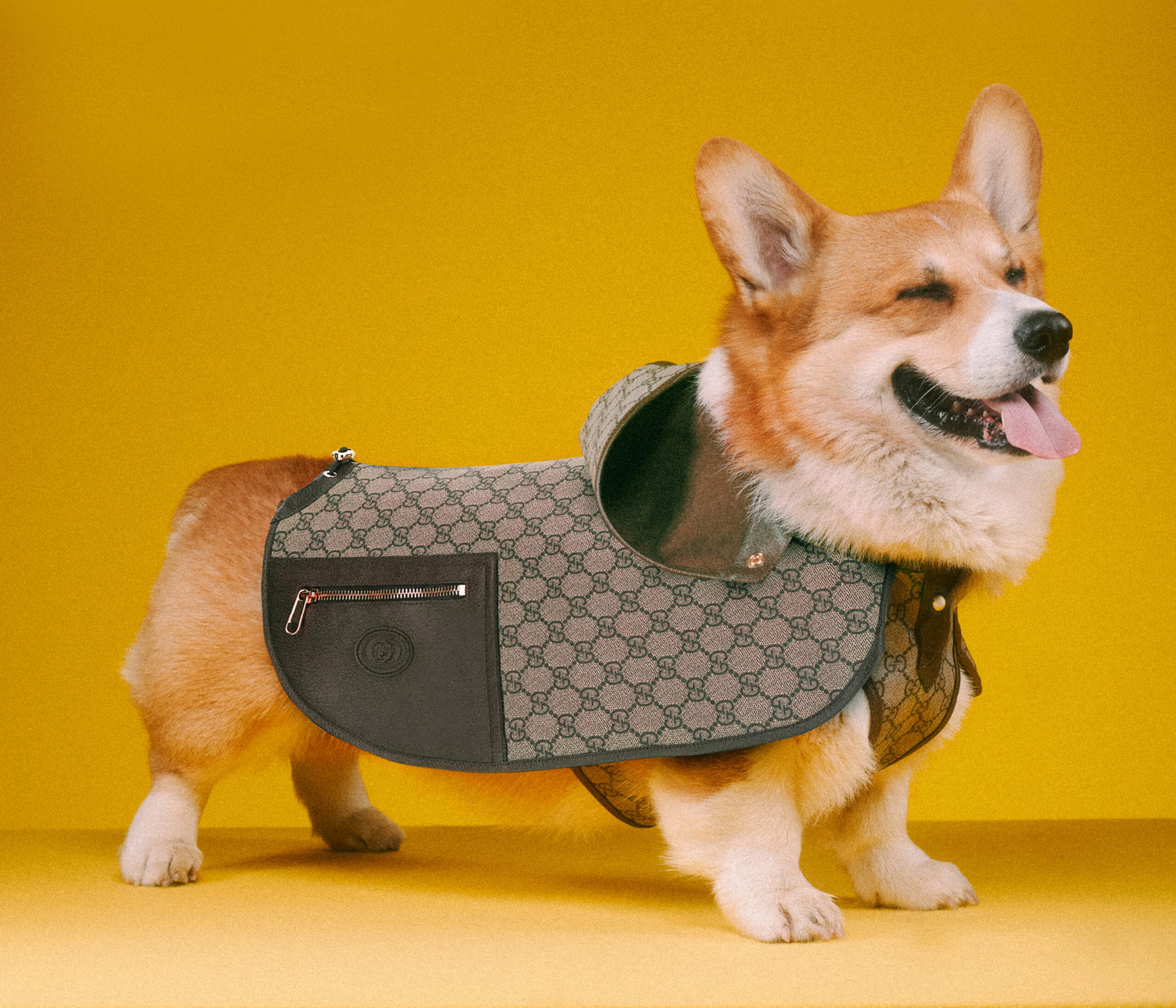 The Good Life: Gucci's pet collection and Gabriel & Co. | TBBW